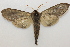  ( - 19-SRNP-28423)  @11 [ ] CreativeCommons  Attribution Non-Commercial Share-Alike (2023) Daniel H. Janzen Guanacaste Dry Forest Conservation Fund