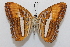  ( - 19-SRNP-28470)  @11 [ ] CreativeCommons  Attribution Non-Commercial Share-Alike (2023) Daniel H. Janzen Guanacaste Dry Forest Conservation Fund