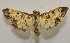  ( - 19-SRNP-28715)  @11 [ ] CreativeCommons  Attribution Non-Commercial Share-Alike (2023) Daniel H. Janzen Guanacaste Dry Forest Conservation Fund