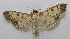  ( - 19-SRNP-28715)  @11 [ ] CreativeCommons  Attribution Non-Commercial Share-Alike (2023) Daniel H. Janzen Guanacaste Dry Forest Conservation Fund