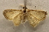  ( - 19-SRNP-30423)  @11 [ ] CreativeCommons  Attribution Non-Commercial Share-Alike (2023) Daniel H. Janzen Guanacaste Dry Forest Conservation Fund