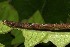  ( - 19-SRNP-31702)  @11 [ ] CreativeCommons  Attribution Non-Commercial Share-Alike (2023) Daniel H. Janzen Guanacaste Dry Forest Conservation Fund