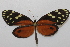  ( - 19-SRNP-31853)  @11 [ ] CreativeCommons  Attribution Non-Commercial Share-Alike (2023) Daniel H. Janzen Guanacaste Dry Forest Conservation Fund
