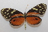  ( - 19-SRNP-31853)  @11 [ ] CreativeCommons  Attribution Non-Commercial Share-Alike (2023) Daniel H. Janzen Guanacaste Dry Forest Conservation Fund