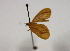  ( - 19-SRNP-35022)  @11 [ ] CreativeCommons  Attribution Non-Commercial Share-Alike (2023) Daniel H. Janzen Guanacaste Dry Forest Conservation Fund