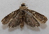  ( - 19-SRNP-35306)  @11 [ ] CreativeCommons  Attribution Non-Commercial Share-Alike (2023) Daniel H. Janzen Guanacaste Dry Forest Conservation Fund