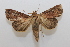  (Eriopyga Malaise2346 - 19-SRNP-35524)  @11 [ ] CreativeCommons  Attribution Non-Commercial Share-Alike (2023) Daniel H. Janzen Guanacaste Dry Forest Conservation Fund