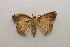  ( - 19-SRNP-35739)  @11 [ ] CreativeCommons  Attribution Non-Commercial Share-Alike (2023) Daniel H. Janzen Guanacaste Dry Forest Conservation Fund