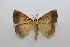  ( - 19-SRNP-35759)  @11 [ ] CreativeCommons  Attribution Non-Commercial Share-Alike (2023) Daniel H. Janzen Guanacaste Dry Forest Conservation Fund