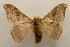  ( - 19-SRNP-413)  @11 [ ] CreativeCommons  Attribution Non-Commercial Share-Alike (2023) Daniel H. Janzen Guanacaste Dry Forest Conservation Fund