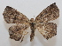  ( - 19-SRNP-42329)  @11 [ ] CreativeCommons  Attribution Non-Commercial Share-Alike (2023) Daniel H. Janzen Guanacaste Dry Forest Conservation Fund