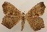  ( - 19-SRNP-454)  @11 [ ] CreativeCommons  Attribution Non-Commercial Share-Alike (2023) Daniel H. Janzen Guanacaste Dry Forest Conservation Fund