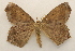  ( - 19-SRNP-454)  @11 [ ] CreativeCommons  Attribution Non-Commercial Share-Alike (2023) Daniel H. Janzen Guanacaste Dry Forest Conservation Fund