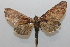  ( - 19-SRNP-45955)  @11 [ ] CreativeCommons  Attribution Non-Commercial Share-Alike (2023) Daniel H. Janzen Guanacaste Dry Forest Conservation Fund
