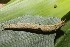  ( - 19-SRNP-45985)  @11 [ ] CreativeCommons  Attribution Non-Commercial Share-Alike (2023) Daniel H. Janzen Guanacaste Dry Forest Conservation Fund