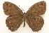  (Cissia JanzenDHJ03 - 19-SRNP-45985)  @11 [ ] CreativeCommons  Attribution Non-Commercial Share-Alike (2023) Daniel H. Janzen Guanacaste Dry Forest Conservation Fund