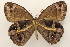  ( - 19-SRNP-45985)  @11 [ ] CreativeCommons  Attribution Non-Commercial Share-Alike (2023) Daniel H. Janzen Guanacaste Dry Forest Conservation Fund