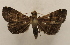  ( - 19-SRNP-528)  @11 [ ] CreativeCommons  Attribution Non-Commercial Share-Alike (2023) Daniel H. Janzen Guanacaste Dry Forest Conservation Fund
