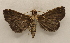  ( - 19-SRNP-528)  @11 [ ] CreativeCommons  Attribution Non-Commercial Share-Alike (2023) Daniel H. Janzen Guanacaste Dry Forest Conservation Fund
