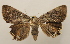  ( - 19-SRNP-55513)  @11 [ ] CreativeCommons  Attribution Non-Commercial Share-Alike (2023) Daniel H. Janzen Guanacaste Dry Forest Conservation Fund
