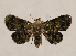  (Metalectra Janzen9297 - 19-SRNP-65239)  @11 [ ] CreativeCommons  Attribution Non-Commercial Share-Alike (2023) Daniel H. Janzen Guanacaste Dry Forest Conservation Fund