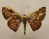  ( - 19-SRNP-65330)  @11 [ ] CreativeCommons  Attribution Non-Commercial Share-Alike (2023) Daniel H. Janzen Guanacaste Dry Forest Conservation Fund