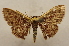  ( - 19-SRNP-65332)  @11 [ ] CreativeCommons  Attribution Non-Commercial Share-Alike (2023) Daniel H. Janzen Guanacaste Dry Forest Conservation Fund