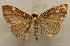  ( - 19-SRNP-65332)  @11 [ ] CreativeCommons  Attribution Non-Commercial Share-Alike (2023) Daniel H. Janzen Guanacaste Dry Forest Conservation Fund