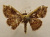  ( - 19-SRNP-65336)  @11 [ ] CreativeCommons  Attribution Non-Commercial Share-Alike (2023) Daniel H. Janzen Guanacaste Dry Forest Conservation Fund