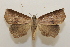  ( - 19-SRNP-65345)  @11 [ ] CreativeCommons  Attribution Non-Commercial Share-Alike (2023) Daniel H. Janzen Guanacaste Dry Forest Conservation Fund