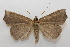  ( - 19-SRNP-65345)  @11 [ ] CreativeCommons  Attribution Non-Commercial Share-Alike (2023) Daniel H. Janzen Guanacaste Dry Forest Conservation Fund