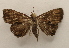 ( - 19-SRNP-70678)  @11 [ ] CreativeCommons  Attribution Non-Commercial Share-Alike (2023) Daniel H. Janzen Guanacaste Dry Forest Conservation Fund