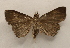  ( - 19-SRNP-70678)  @11 [ ] CreativeCommons  Attribution Non-Commercial Share-Alike (2023) Daniel H. Janzen Guanacaste Dry Forest Conservation Fund
