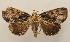  ( - 19-SRNP-70897)  @11 [ ] CreativeCommons  Attribution Non-Commercial Share-Alike (2023) Daniel H. Janzen Guanacaste Dry Forest Conservation Fund