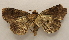  ( - 19-SRNP-70897)  @11 [ ] CreativeCommons  Attribution Non-Commercial Share-Alike (2023) Daniel H. Janzen Guanacaste Dry Forest Conservation Fund