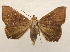  ( - 19-SRNP-70902)  @11 [ ] CreativeCommons  Attribution Non-Commercial Share-Alike (2023) Daniel H. Janzen Guanacaste Dry Forest Conservation Fund