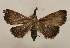  (Lascoria Janzen5886 - 19-SRNP-70958)  @11 [ ] CreativeCommons  Attribution Non-Commercial Share-Alike (2023) Daniel H. Janzen Guanacaste Dry Forest Conservation Fund