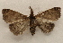  ( - 19-SRNP-70958)  @11 [ ] CreativeCommons  Attribution Non-Commercial Share-Alike (2023) Daniel H. Janzen Guanacaste Dry Forest Conservation Fund