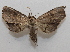  ( - 19-SRNP-75790)  @11 [ ] CreativeCommons  Attribution Non-Commercial Share-Alike (2023) Daniel H. Janzen Guanacaste Dry Forest Conservation Fund