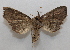  ( - 19-SRNP-75790)  @11 [ ] CreativeCommons  Attribution Non-Commercial Share-Alike (2023) Daniel H. Janzen Guanacaste Dry Forest Conservation Fund