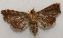  ( - 19-SRNP-75862)  @11 [ ] CreativeCommons  Attribution Non-Commercial Share-Alike (2023) Daniel H. Janzen Guanacaste Dry Forest Conservation Fund