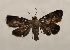  ( - 19-SRNP-759)  @11 [ ] CreativeCommons  Attribution Non-Commercial Share-Alike (2023) Daniel H. Janzen Guanacaste Dry Forest Conservation Fund