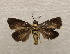  ( - 19-SRNP-759)  @11 [ ] CreativeCommons  Attribution Non-Commercial Share-Alike (2023) Daniel H. Janzen Guanacaste Dry Forest Conservation Fund