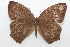  ( - 19-SRNP-75910)  @11 [ ] CreativeCommons  Attribution Non-Commercial Share-Alike (2023) Daniel H. Janzen Guanacaste Dry Forest Conservation Fund