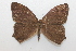  ( - 19-SRNP-75912)  @11 [ ] CreativeCommons  Attribution Non-Commercial Share-Alike (2023) Daniel H. Janzen Guanacaste Dry Forest Conservation Fund