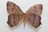  ( - 19-SRNP-75912)  @11 [ ] CreativeCommons  Attribution Non-Commercial Share-Alike (2023) Daniel H. Janzen Guanacaste Dry Forest Conservation Fund