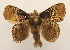  ( - 19-SRNP-80567)  @11 [ ] CreativeCommons  Attribution Non-Commercial Share-Alike (2023) Daniel H. Janzen Guanacaste Dry Forest Conservation Fund