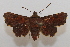  ( - 19-SRNP-80941)  @11 [ ] CreativeCommons  Attribution Non-Commercial Share-Alike (2023) Daniel H. Janzen Guanacaste Dry Forest Conservation Fund