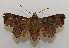  ( - 19-SRNP-80941)  @11 [ ] CreativeCommons  Attribution Non-Commercial Share-Alike (2023) Daniel H. Janzen Guanacaste Dry Forest Conservation Fund