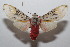  ( - 20-SRNP-101497)  @11 [ ] CreativeCommons  Attribution Non-Commercial Share-Alike (2023) Daniel H. Janzen Guanacaste Dry Forest Conservation Fund
